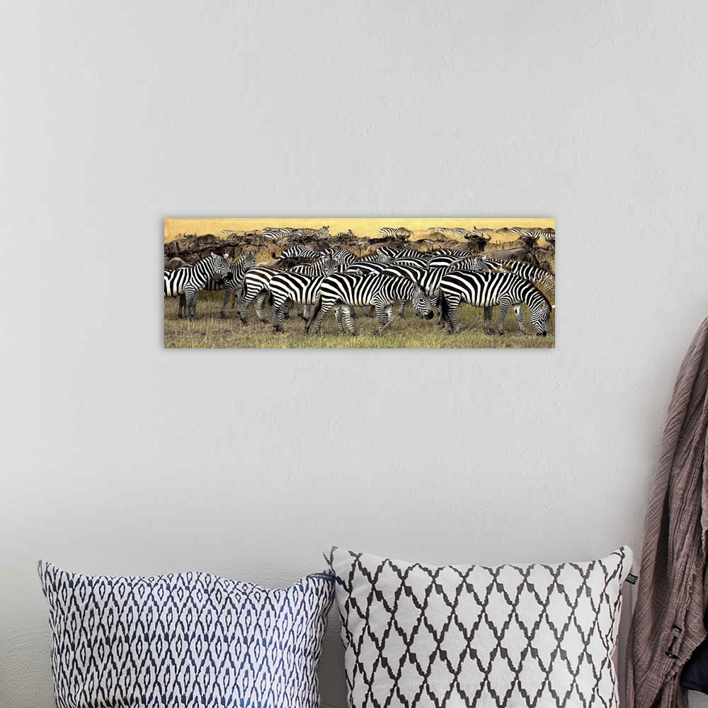 A bohemian room featuring Herd Of Burchell's Zebra And Wildebeest, Masai Mara, Kenya