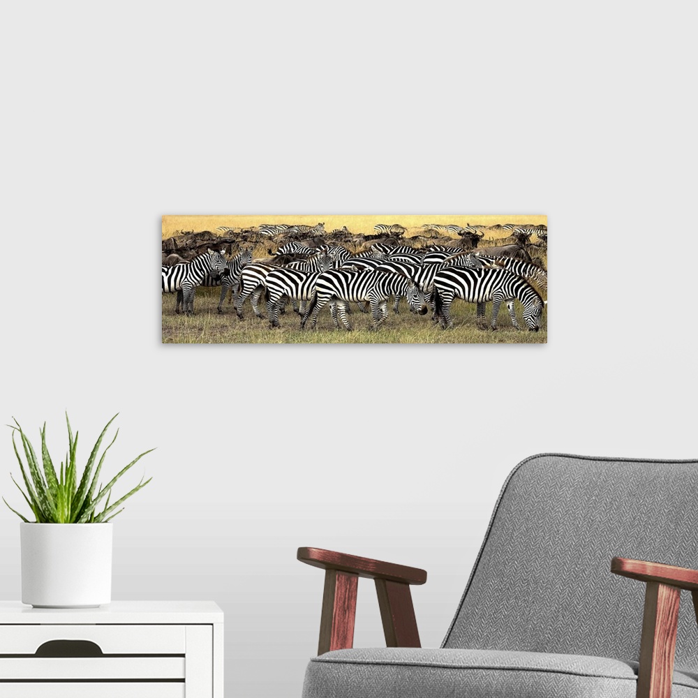 A modern room featuring Herd Of Burchell's Zebra And Wildebeest, Masai Mara, Kenya