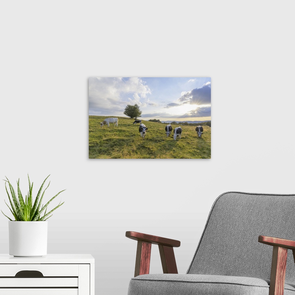 A modern room featuring Herd of cows grazing in pasture with the late afternoon sun shining over the fields at Le Markste...