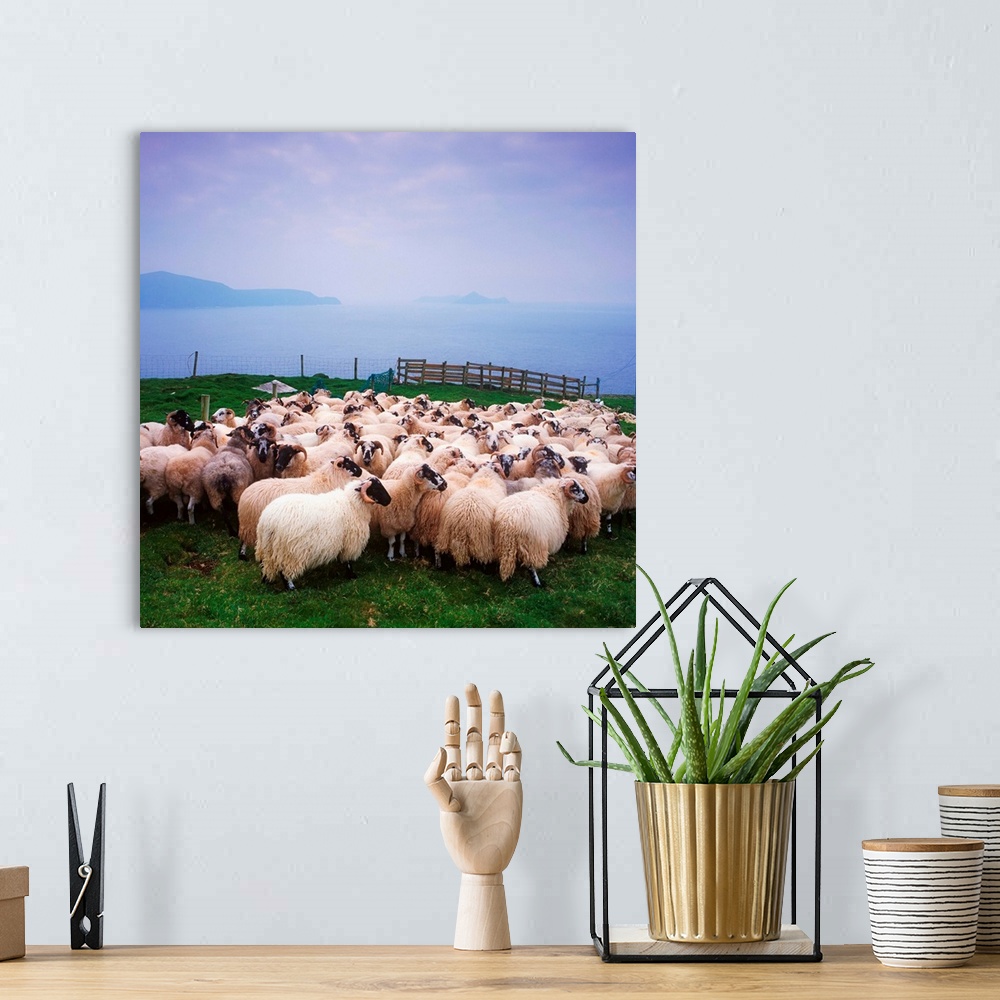 A bohemian room featuring Herding Sheep, Inishtooskert, Blasket Islands, Co Kerry, Ireland