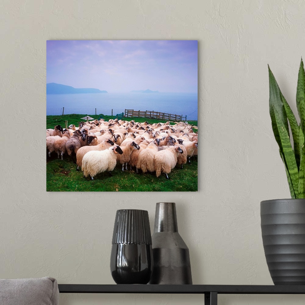 A modern room featuring Herding Sheep, Inishtooskert, Blasket Islands, Co Kerry, Ireland