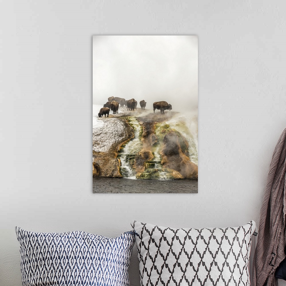 A bohemian room featuring Herd of American bison (Bison bison) on top of a cliff surrounded by steam from the Excelsior Gey...