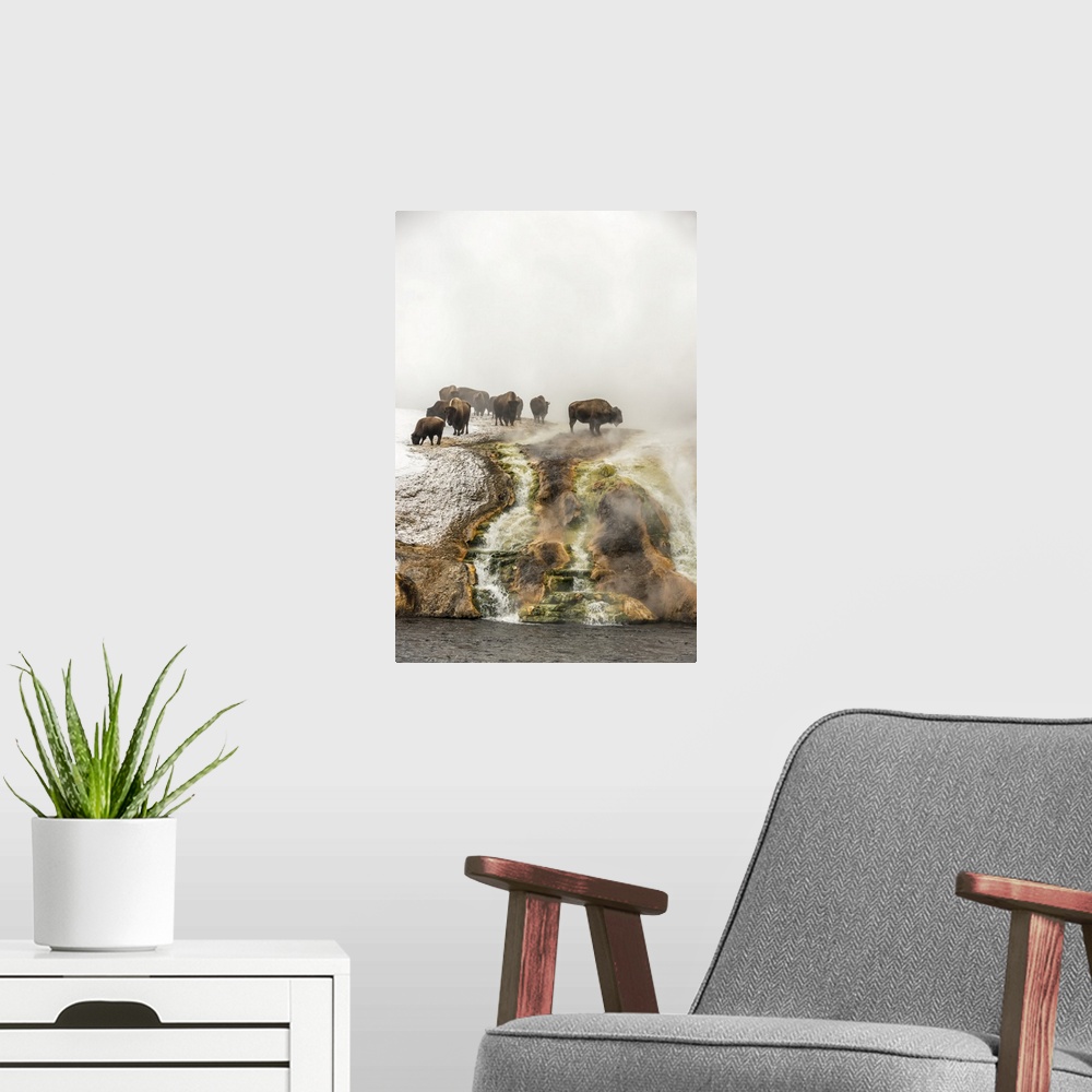 A modern room featuring Herd of American bison (Bison bison) on top of a cliff surrounded by steam from the Excelsior Gey...