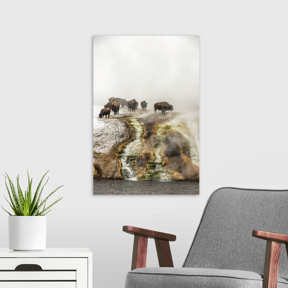 A modern room featuring Herd of American bison (Bison bison) on top of a cliff surrounded by steam from the Excelsior Gey...