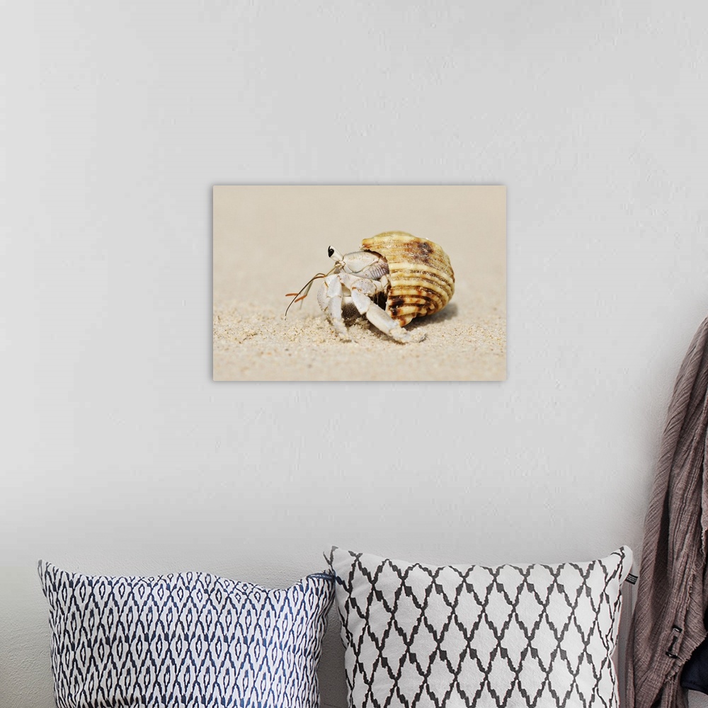 A bohemian room featuring Hermit Crab (Anomura) on Sand of Beach, La Digue, Seychelles