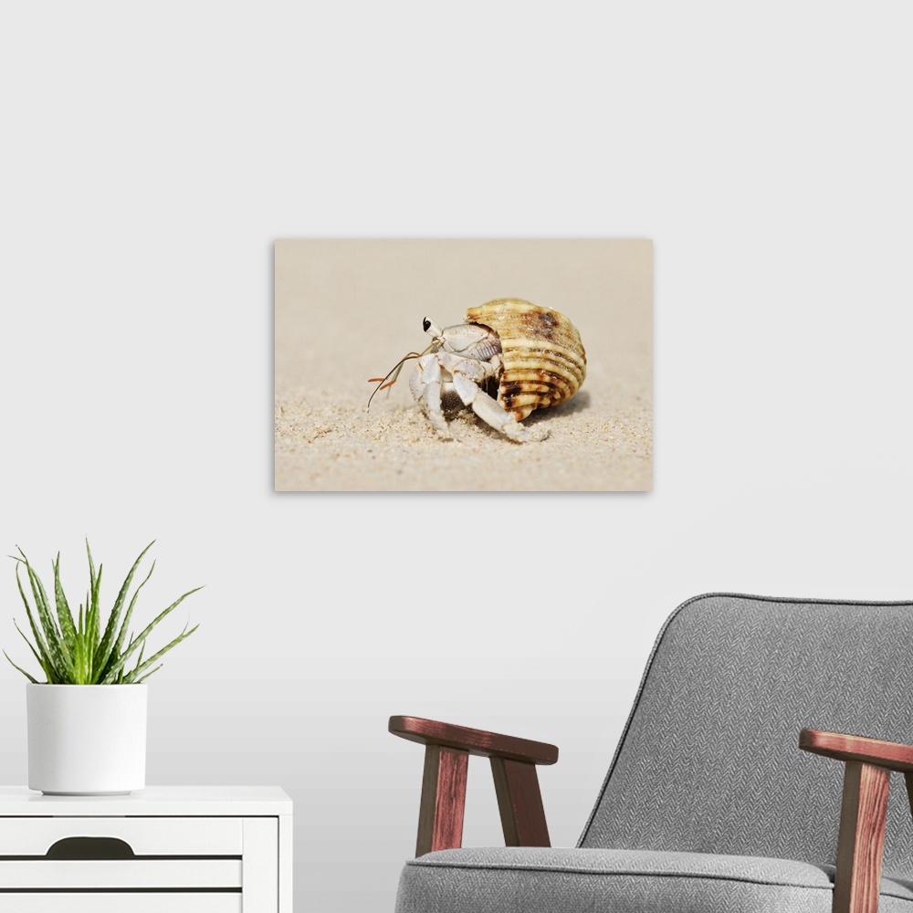 A modern room featuring Hermit Crab (Anomura) on Sand of Beach, La Digue, Seychelles