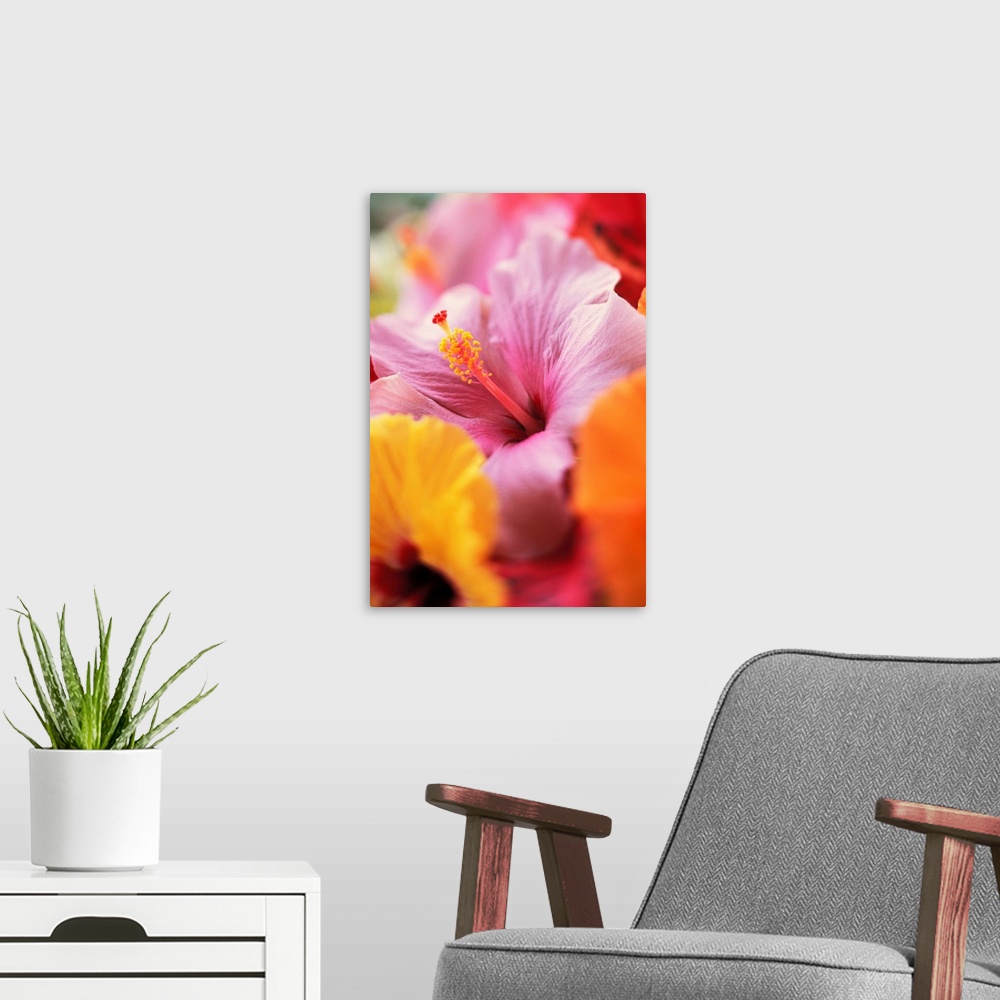 A modern room featuring Hibiscus Flower Arrangement With Soft Focus, Close-Up Detail
