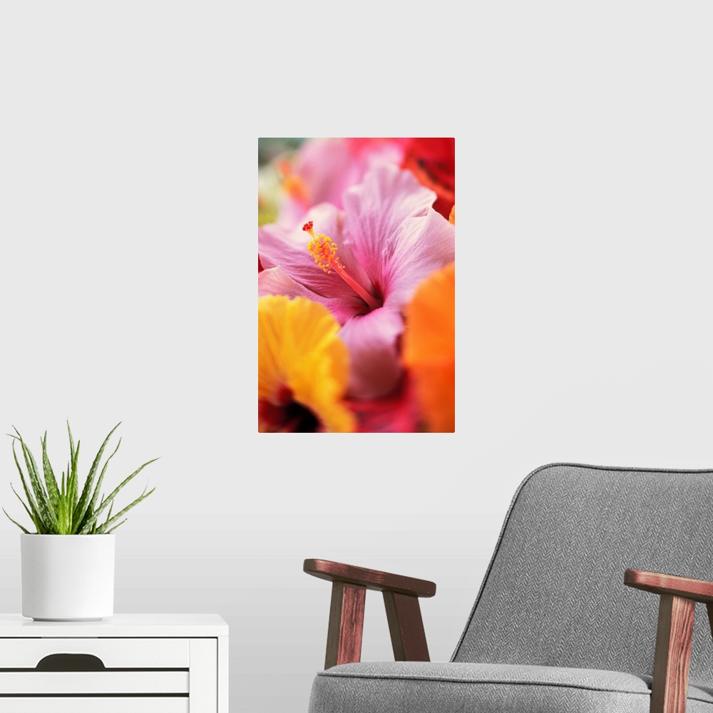 A modern room featuring Hibiscus Flower Arrangement With Soft Focus, Close-Up Detail
