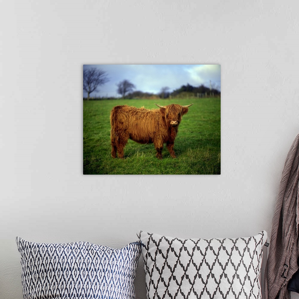 A bohemian room featuring Highland Cow, County Donegal, Ireland