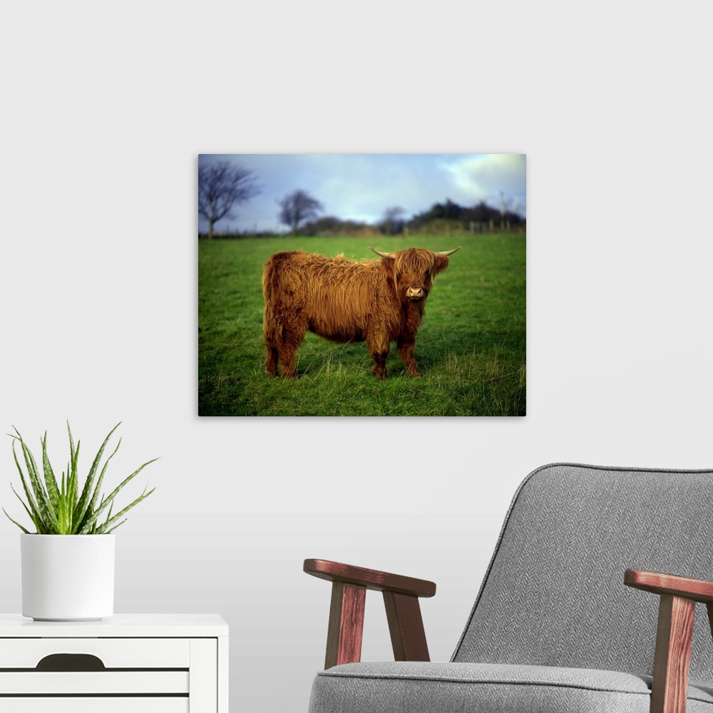 A modern room featuring Highland Cow, County Donegal, Ireland