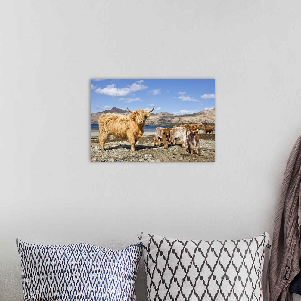 A bohemian room featuring Highland Cows, Loch Buie, Isle of Mull, Argyll and Bute, Inner Hebrides, Scotland, UK
