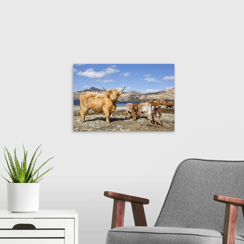 A modern room featuring Highland Cows, Loch Buie, Isle of Mull, Argyll and Bute, Inner Hebrides, Scotland, UK