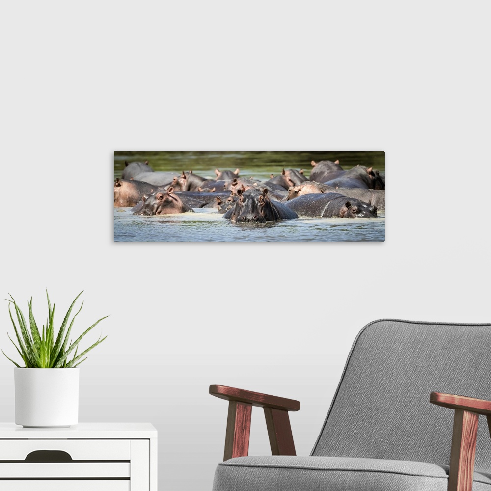 A modern room featuring Panorama of hippopotamus pod (Hippopotamus amphibius) in calm river, Grumeti Serengeti Tented Cam...