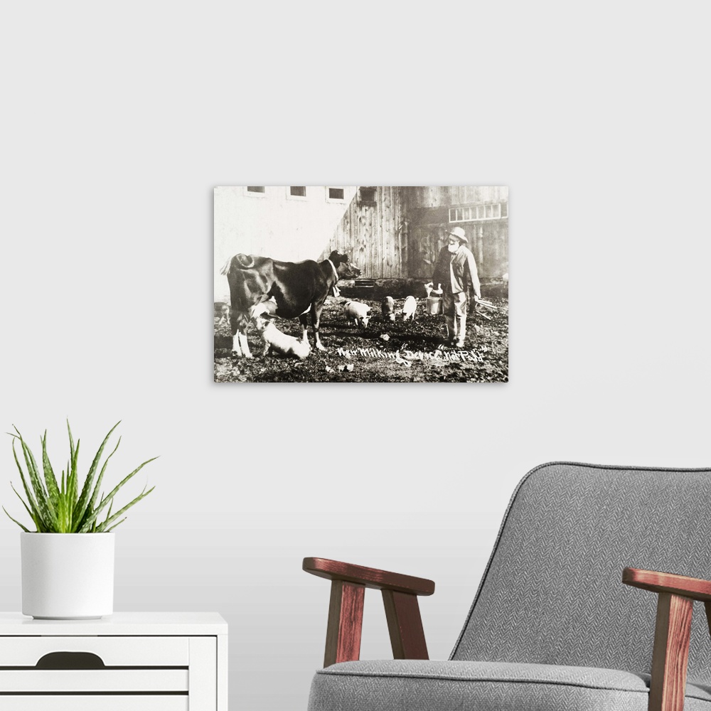 A modern room featuring Historic photograph of piglet nursing from cow from 19th century
