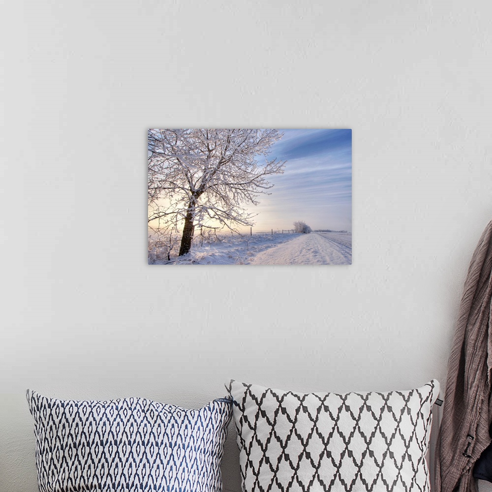 A bohemian room featuring Hoar Frost Covered Tree Along A Snow Covered Road At Sunset, Rural Alberta, Canada