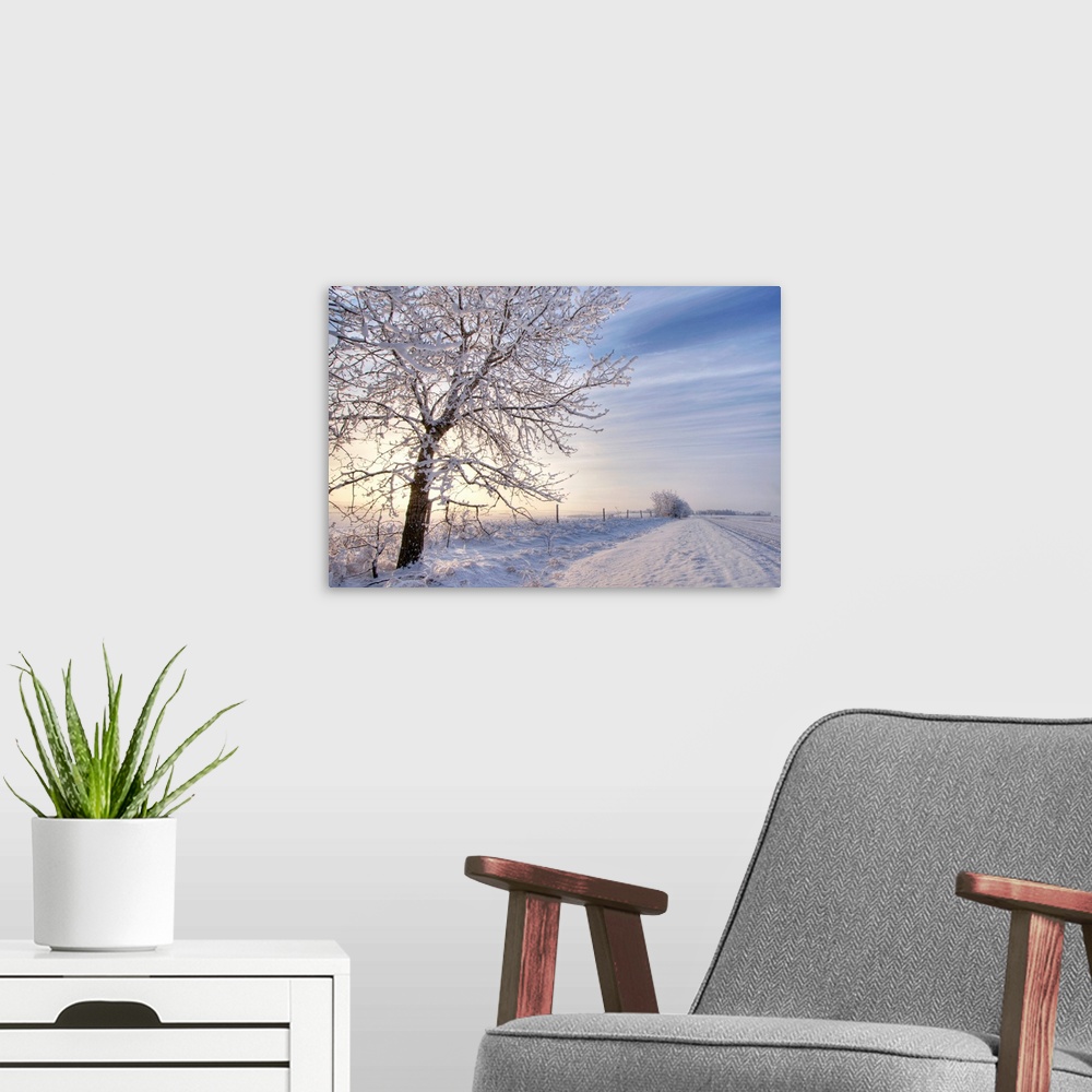 A modern room featuring Hoar Frost Covered Tree Along A Snow Covered Road At Sunset, Rural Alberta, Canada
