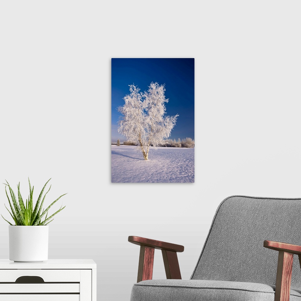 A modern room featuring Hoarfrost Covered Birch Tree, Winter, Interior Alaska, Usa.