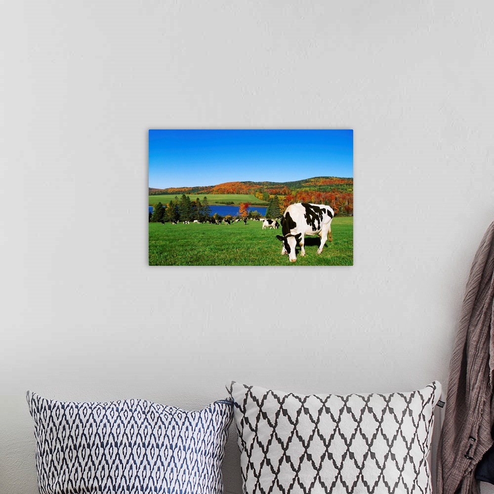 A bohemian room featuring Holstein dairy cows grazing in a pasture with a lake and Fall colors in the background