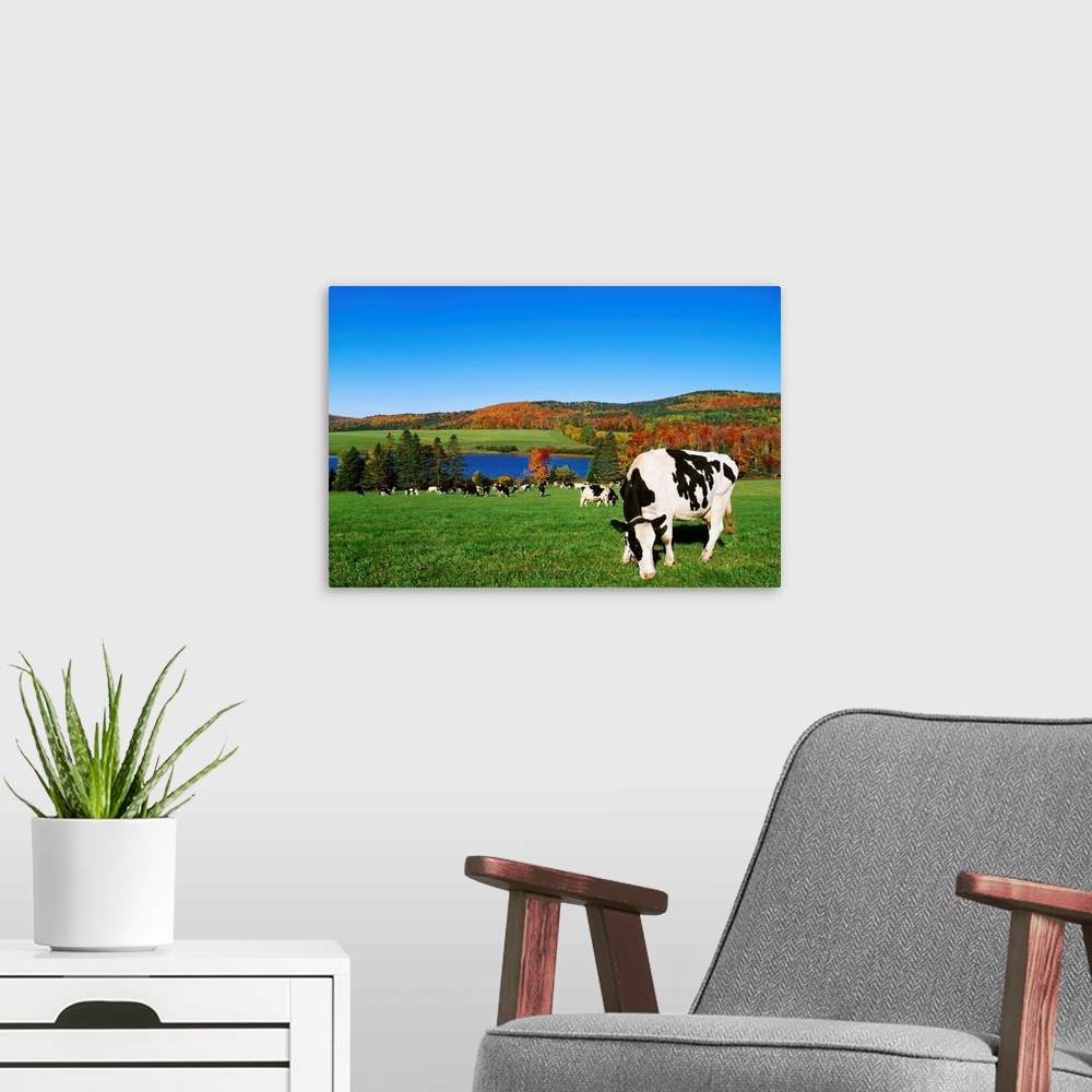 A modern room featuring Holstein dairy cows grazing in a pasture with a lake and Fall colors in the background