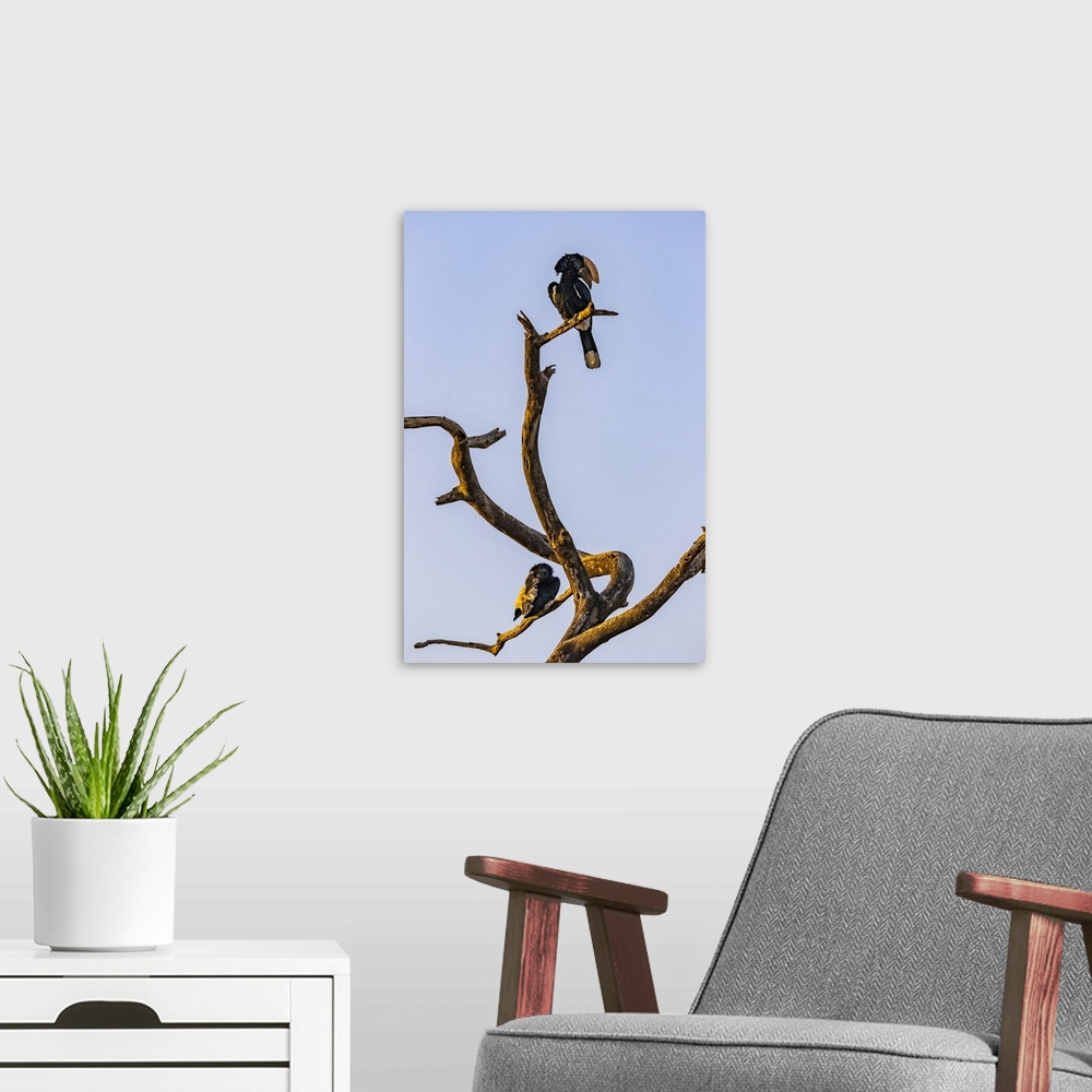 A modern room featuring Hornbills (Bucerotidae) perched on a dead tree; Oromia Region, Ethiopia