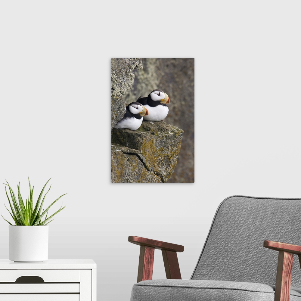 A modern room featuring Horned Puffin pair perched on a cliff ledge during Summer, Saint Paul Island, Pribilof Islands, B...