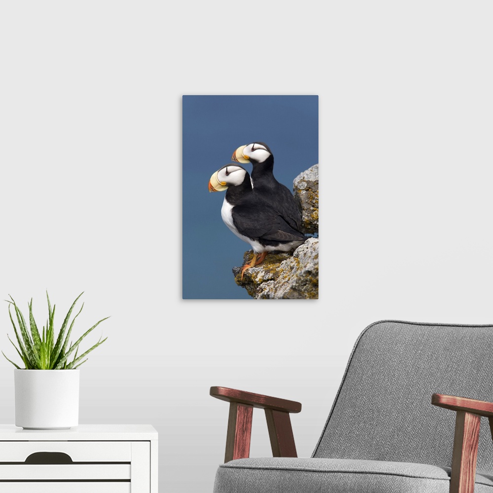 A modern room featuring Horned Puffin pair, one yawning, perched on rock ledge with the blue Bering Sea in background, Sa...