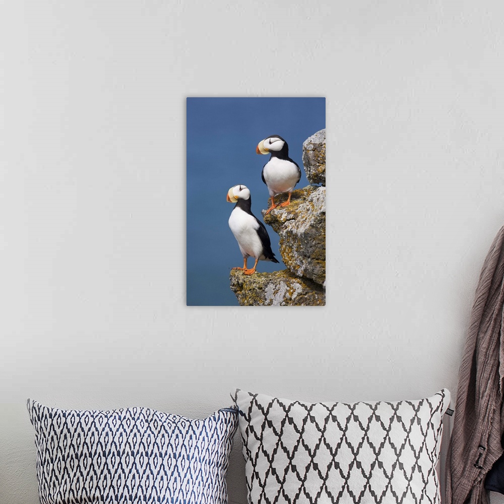 A bohemian room featuring Horned Puffin pair perched on rock ledge with the blue Bering Sea in background, Saint Paul Islan...