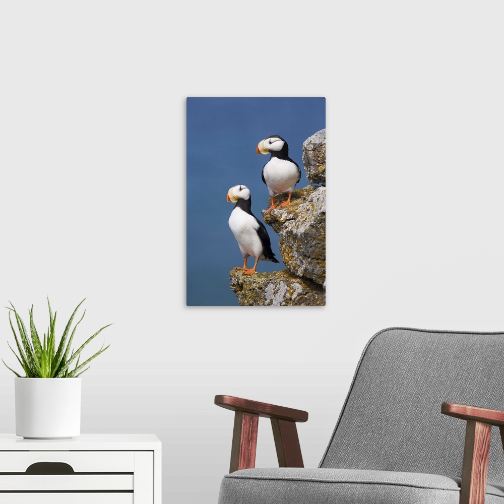 A modern room featuring Horned Puffin pair perched on rock ledge with the blue Bering Sea in background, Saint Paul Islan...