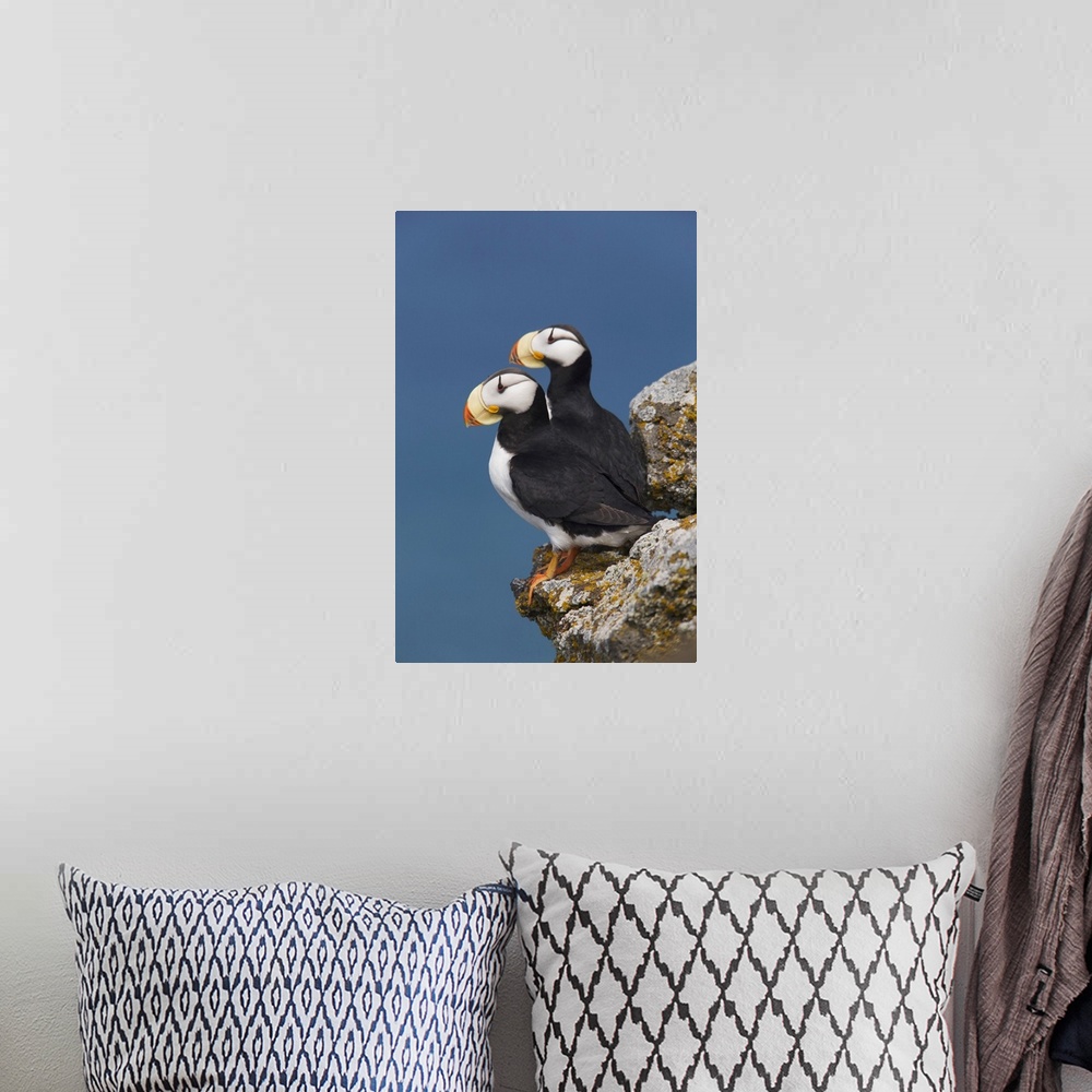 A bohemian room featuring Horned Puffin Pair, One Yawning, Perched On Rock Ledge With The Blue Bering Sea In Background, Sa...
