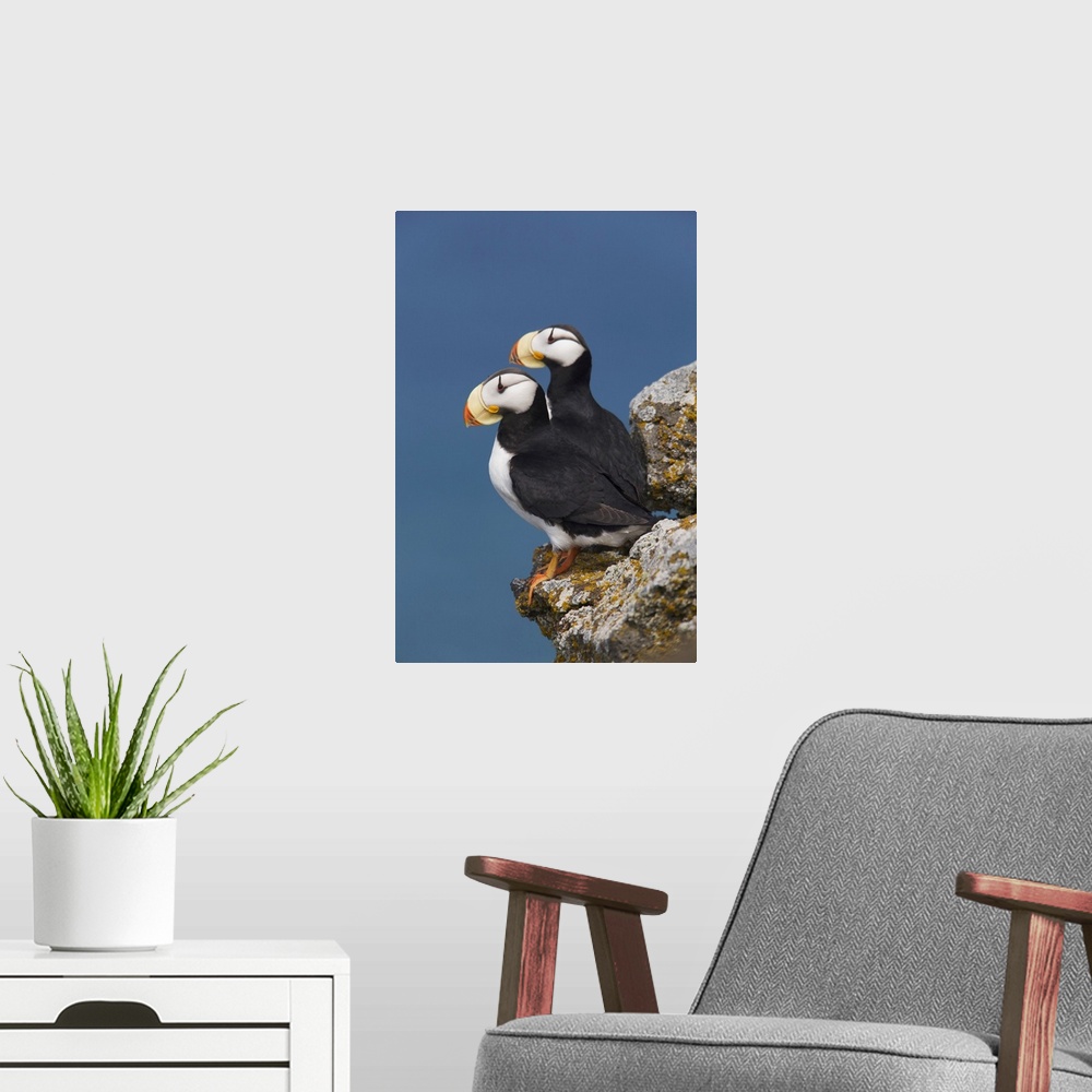 A modern room featuring Horned Puffin Pair, One Yawning, Perched On Rock Ledge With The Blue Bering Sea In Background, Sa...