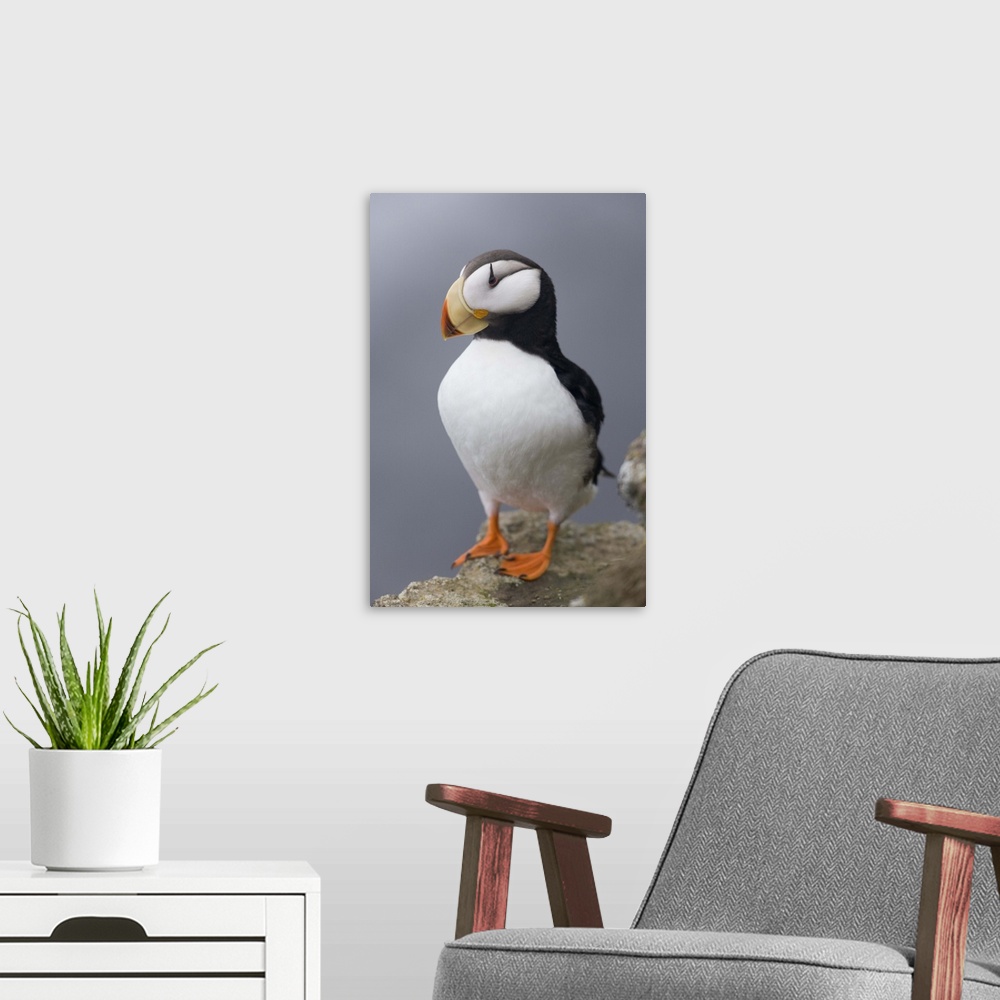 A modern room featuring Horned Puffin with wings outstretched, Saint Paul Island, Pribilof Islands, Bering Sea, Southwest...