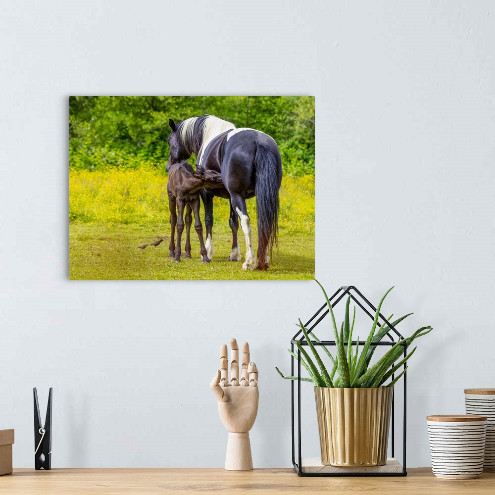 A bohemian room featuring Horse and foal standing together in a pasture; Saskatchewan, Canada