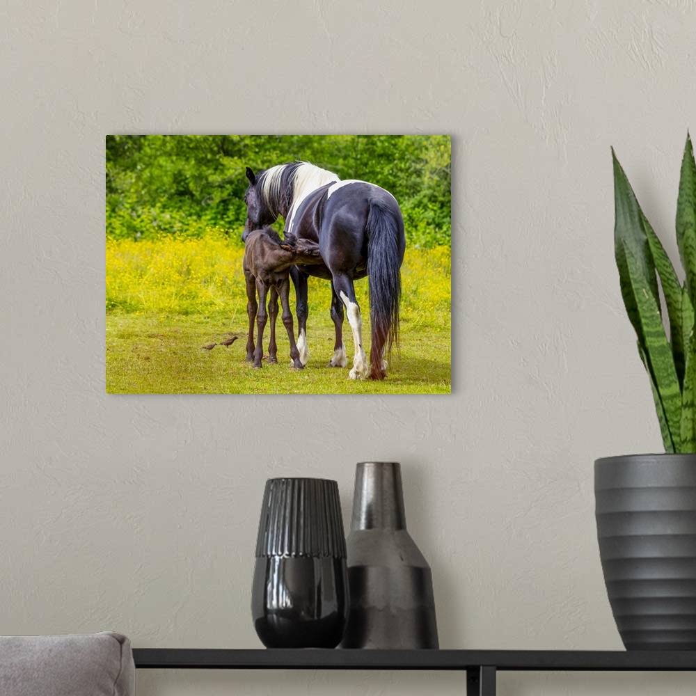 A modern room featuring Horse and foal standing together in a pasture; Saskatchewan, Canada