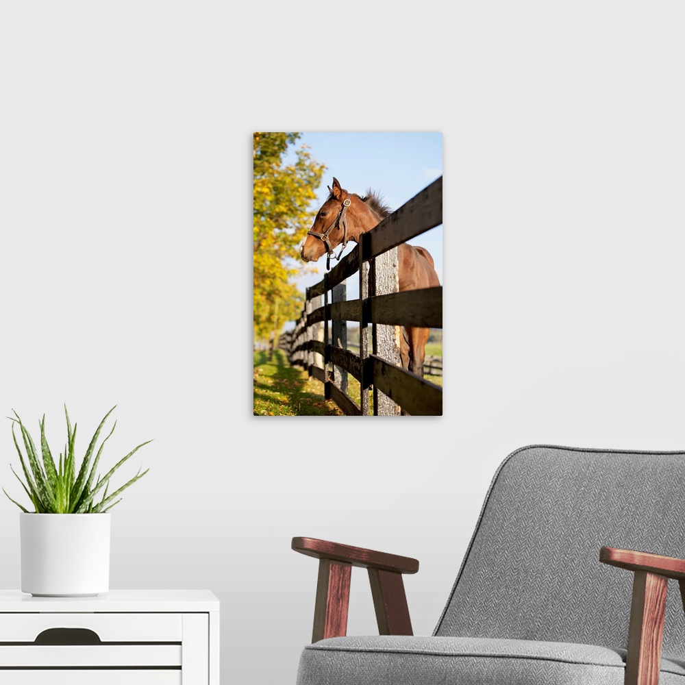 A modern room featuring Horse By Farm Fence In Autumn, Caledon, Ontario, Canada