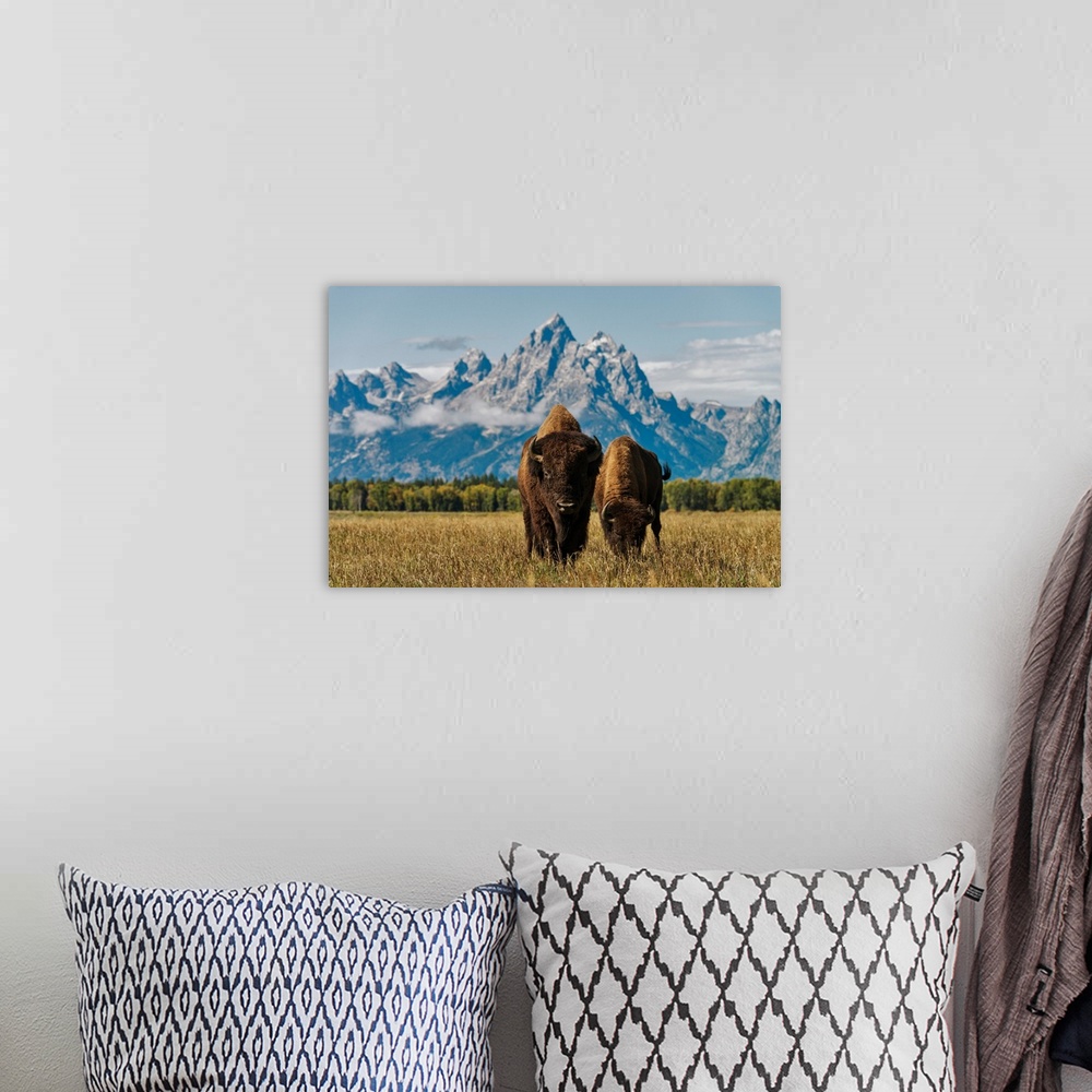 A bohemian room featuring Horse in grand Teton national park, Wyoming, united states of America.