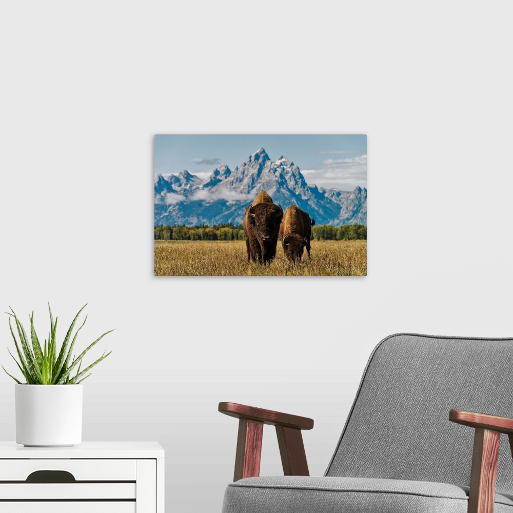 A modern room featuring Horse in grand Teton national park, Wyoming, united states of America.