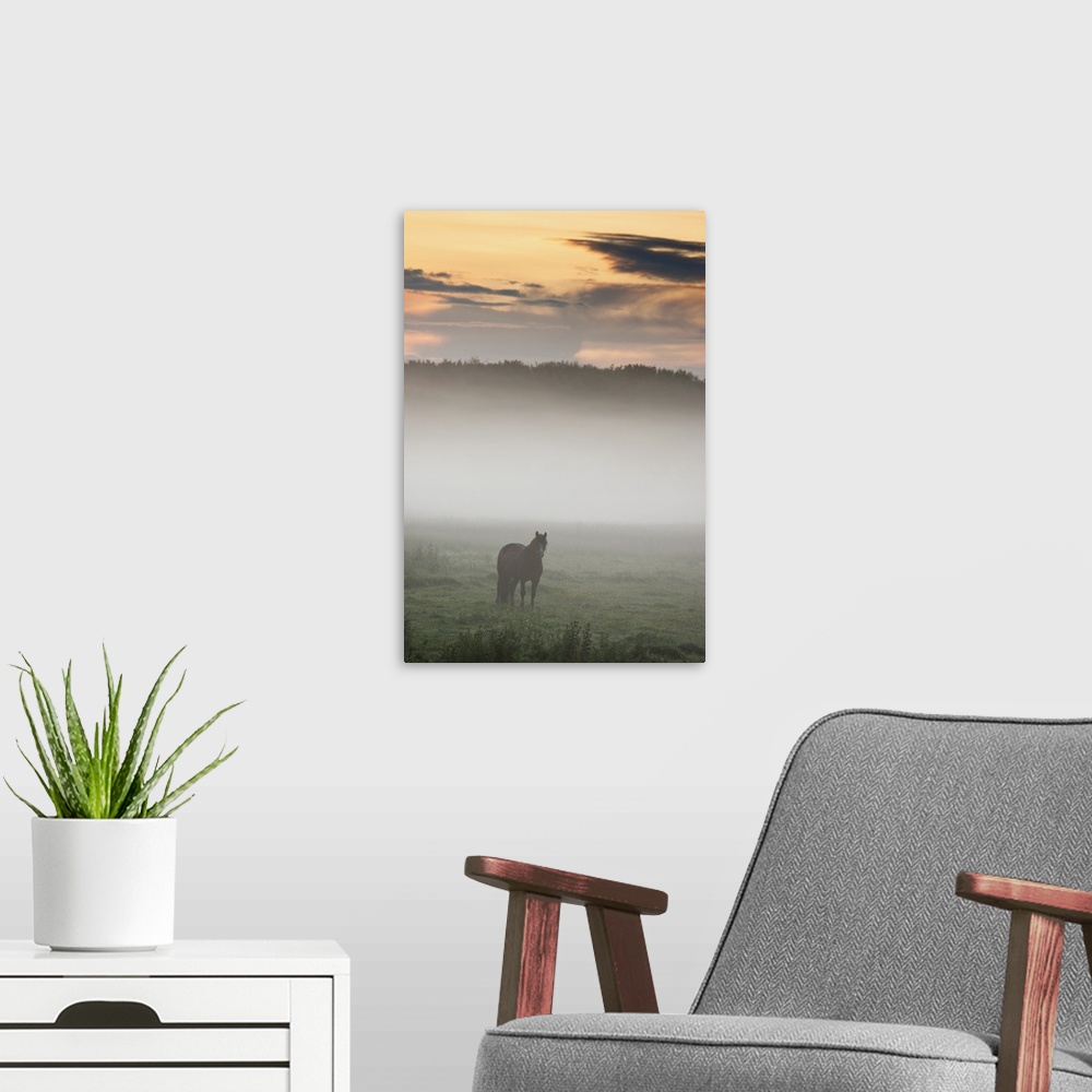 A modern room featuring Horse Standing In The Mist, Northumberland, England