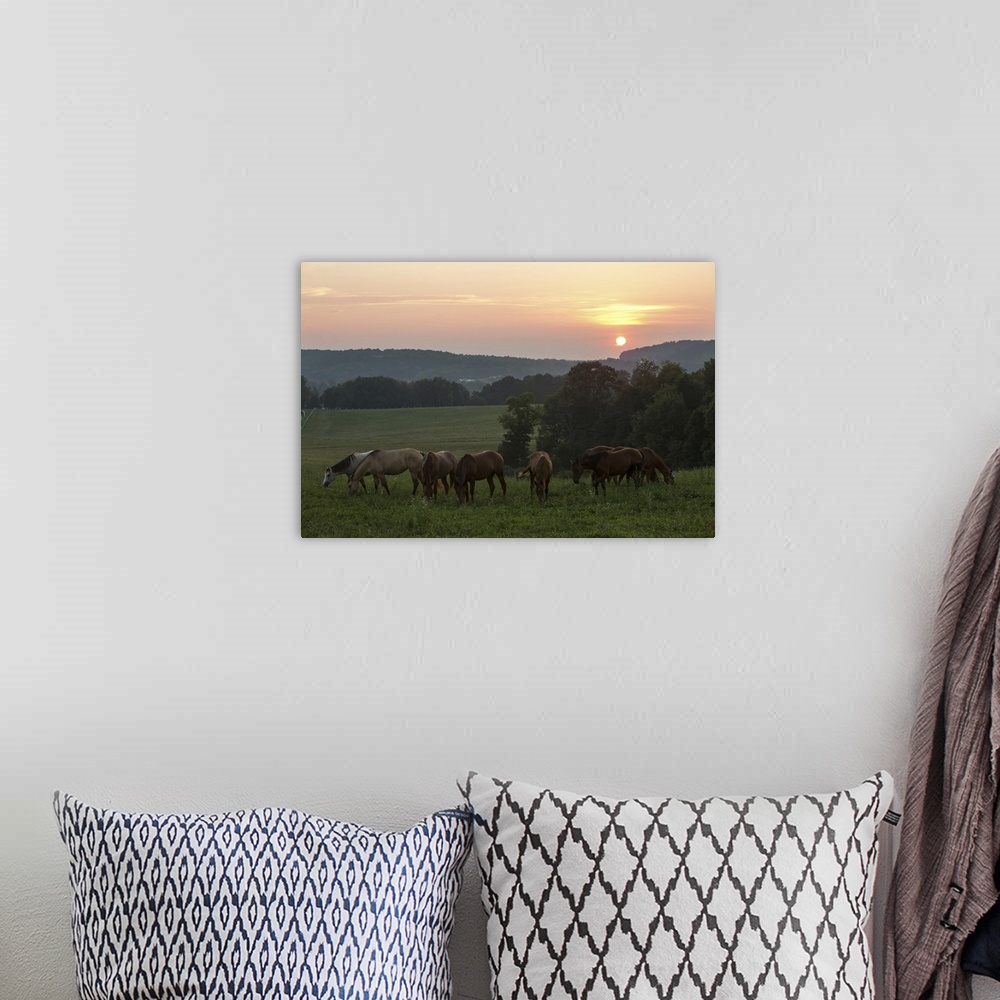 A bohemian room featuring Horses graze on grass at sunset in rural farmland. Millersburg, Ohio