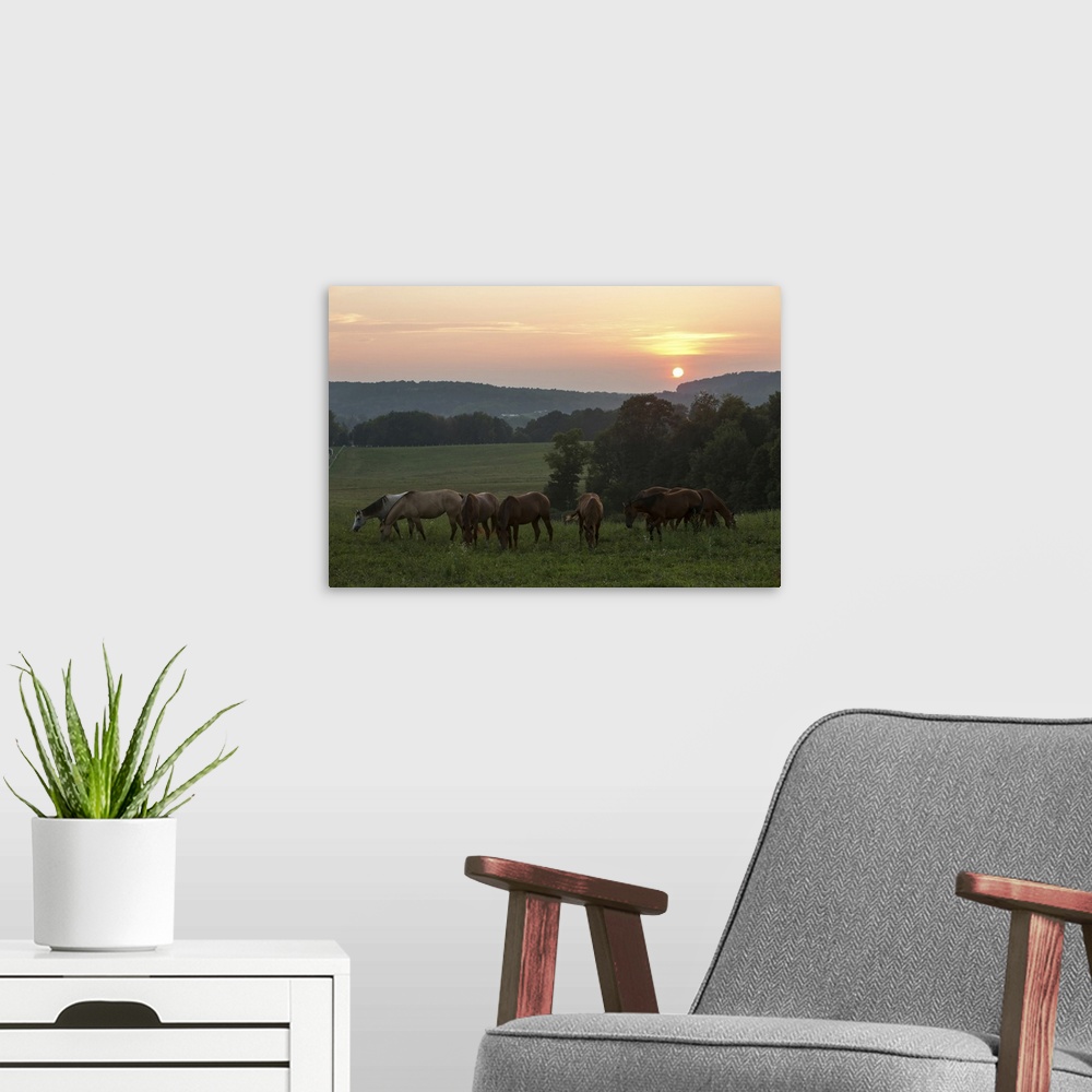 A modern room featuring Horses graze on grass at sunset in rural farmland. Millersburg, Ohio