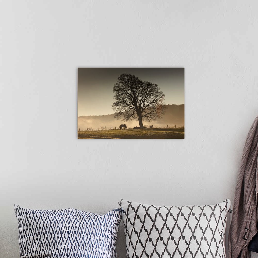 A bohemian room featuring Horses Grazing In A Field Covered With Fog, Northumberland, England
