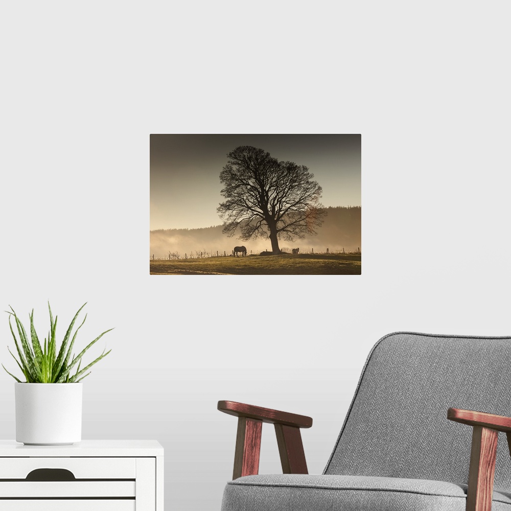 A modern room featuring Horses Grazing In A Field Covered With Fog, Northumberland, England