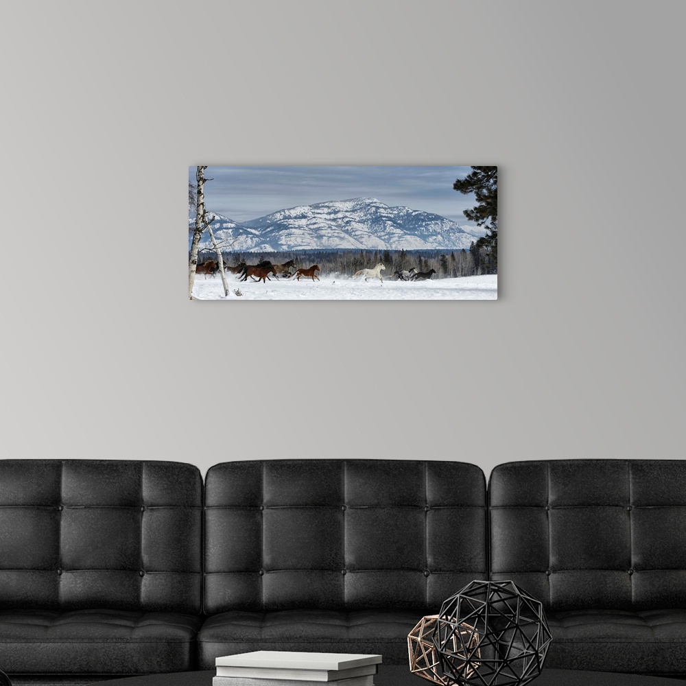 A modern room featuring Horses running in the snow on a ranch in winter, Montana, United States of America.