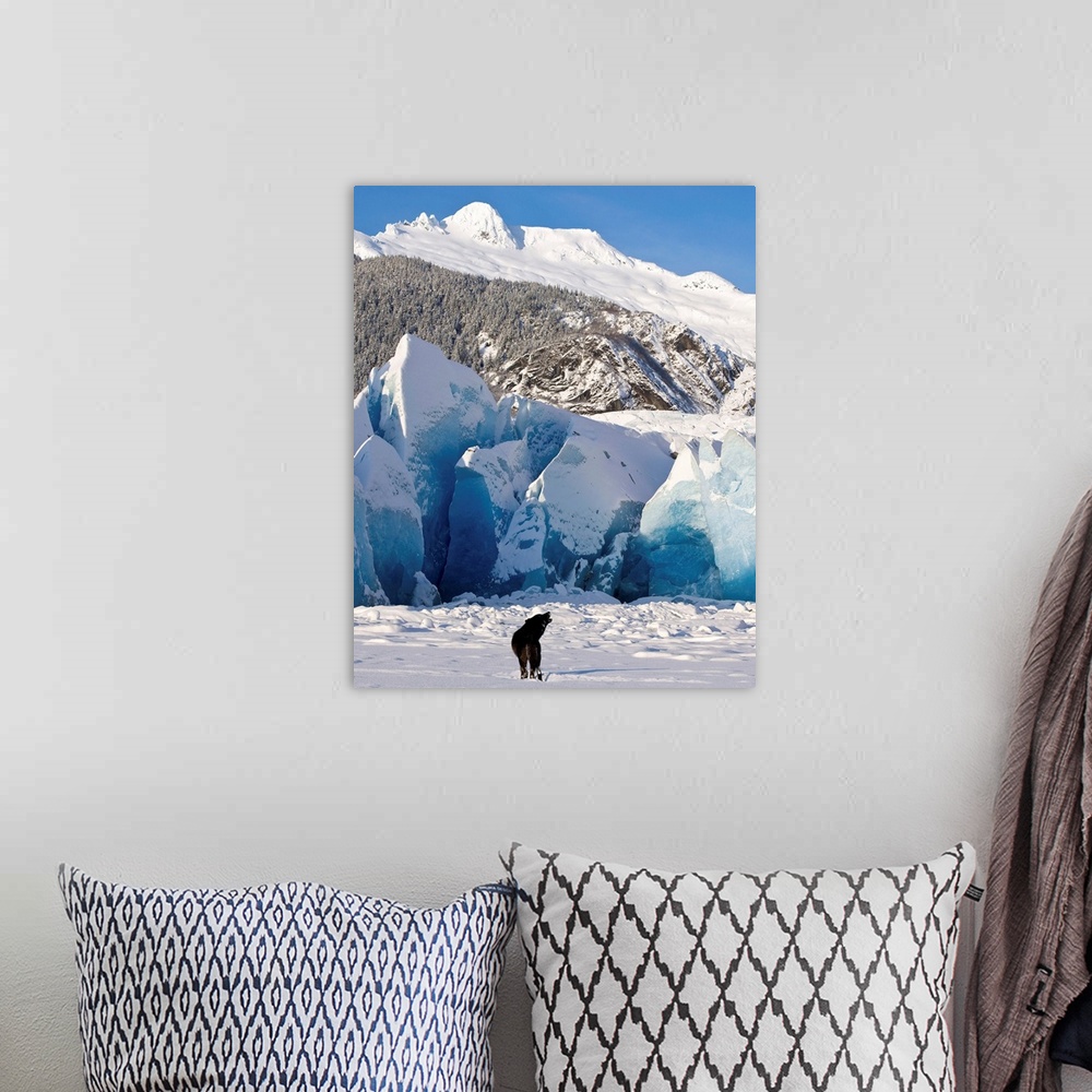 A bohemian room featuring Howling on a winter afternoon a black wolf calls pack at the face of Mendenhall Glacier