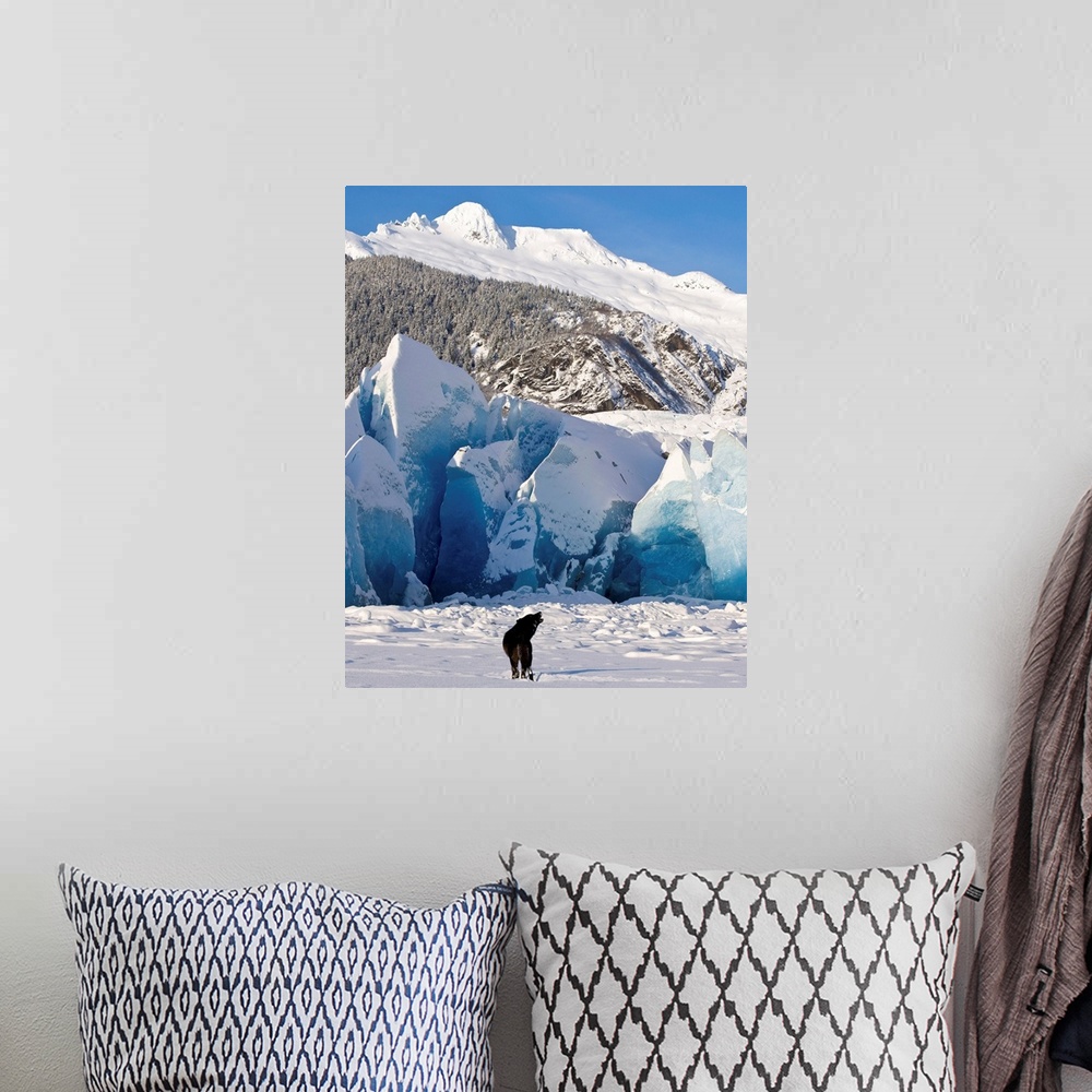 A bohemian room featuring Howling on a winter afternoon a black wolf calls pack at the face of Mendenhall Glacier