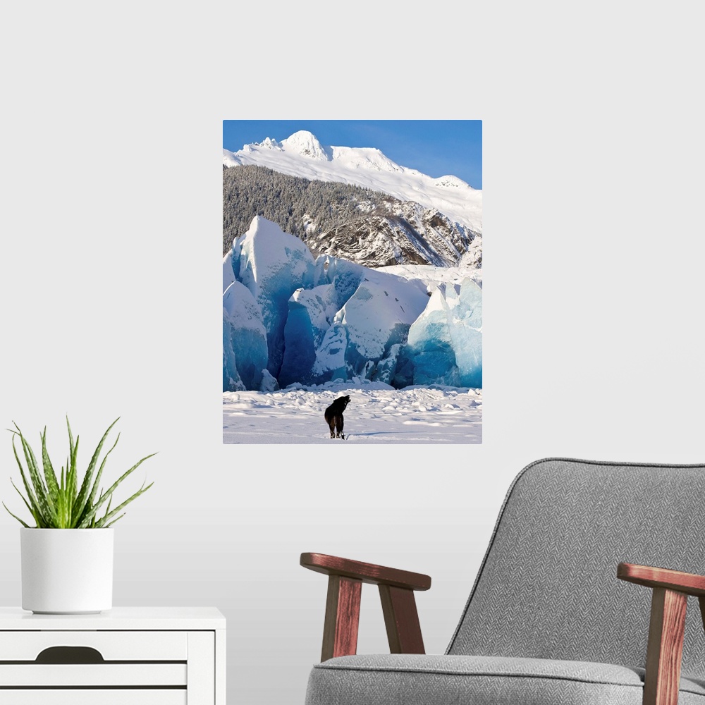 A modern room featuring Howling on a winter afternoon a black wolf calls pack at the face of Mendenhall Glacier