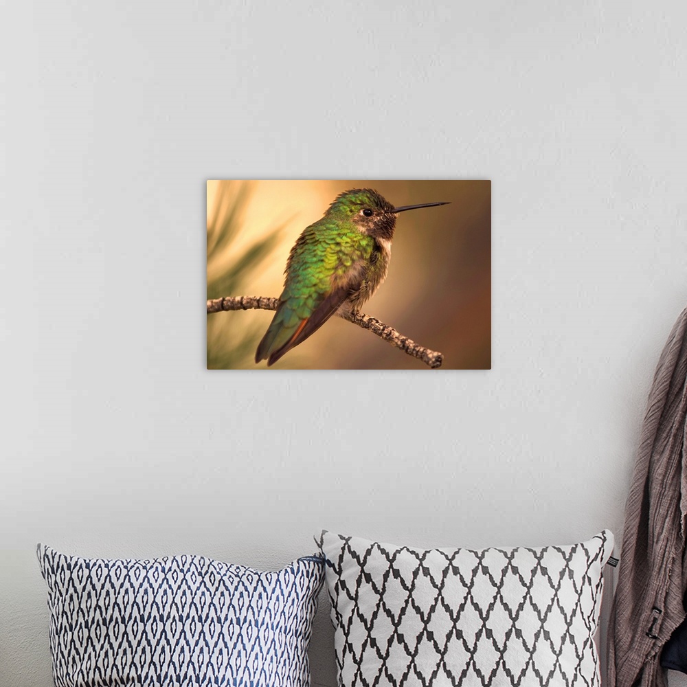 A bohemian room featuring Humming Bird On Branch