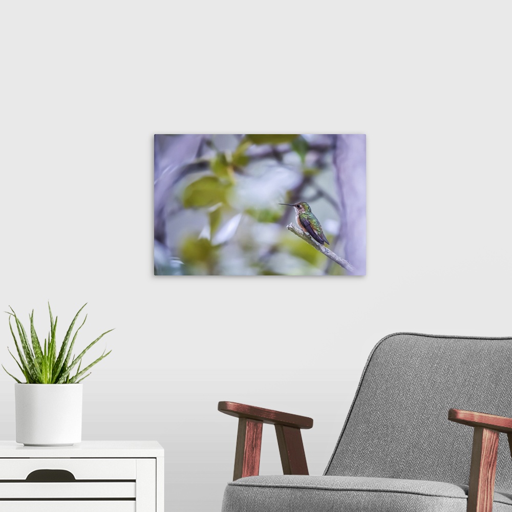 A modern room featuring Hummingbird with colourful plumage perched on a branch; Atlin, British Columbia, Canada