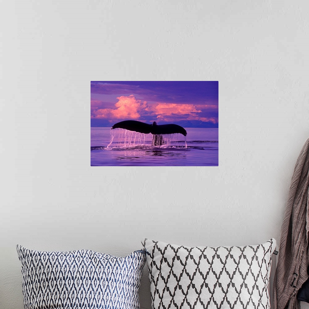A bohemian room featuring Humpback Whale lifts flukes as it dives at sunset in Lynn Canal, SE Alaska.  CompositeComposite.