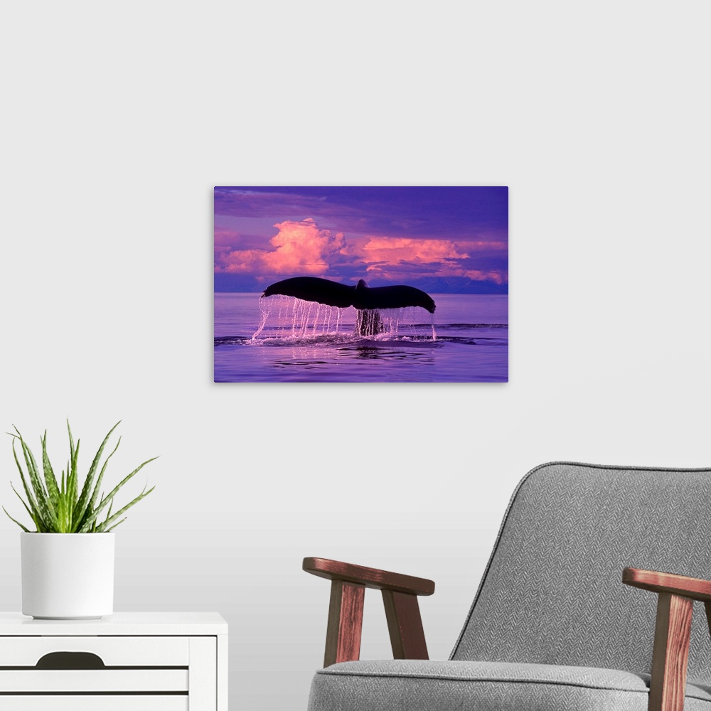 A modern room featuring Humpback Whale lifts flukes as it dives at sunset in Lynn Canal, SE Alaska.  CompositeComposite.