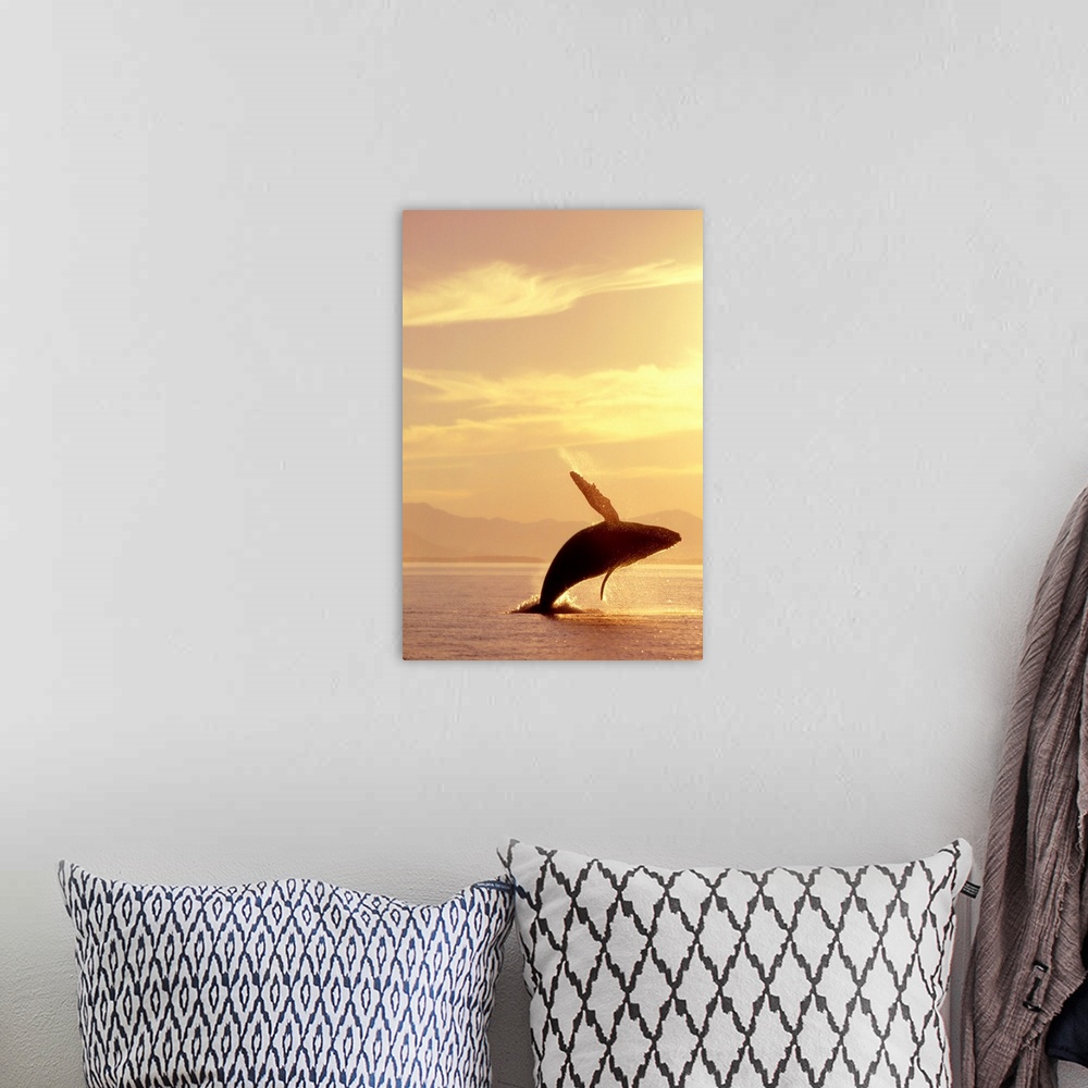 A bohemian room featuring Wildlife photograph of a humpback whale breaching in Inside Passage in Alaska at sunset during th...